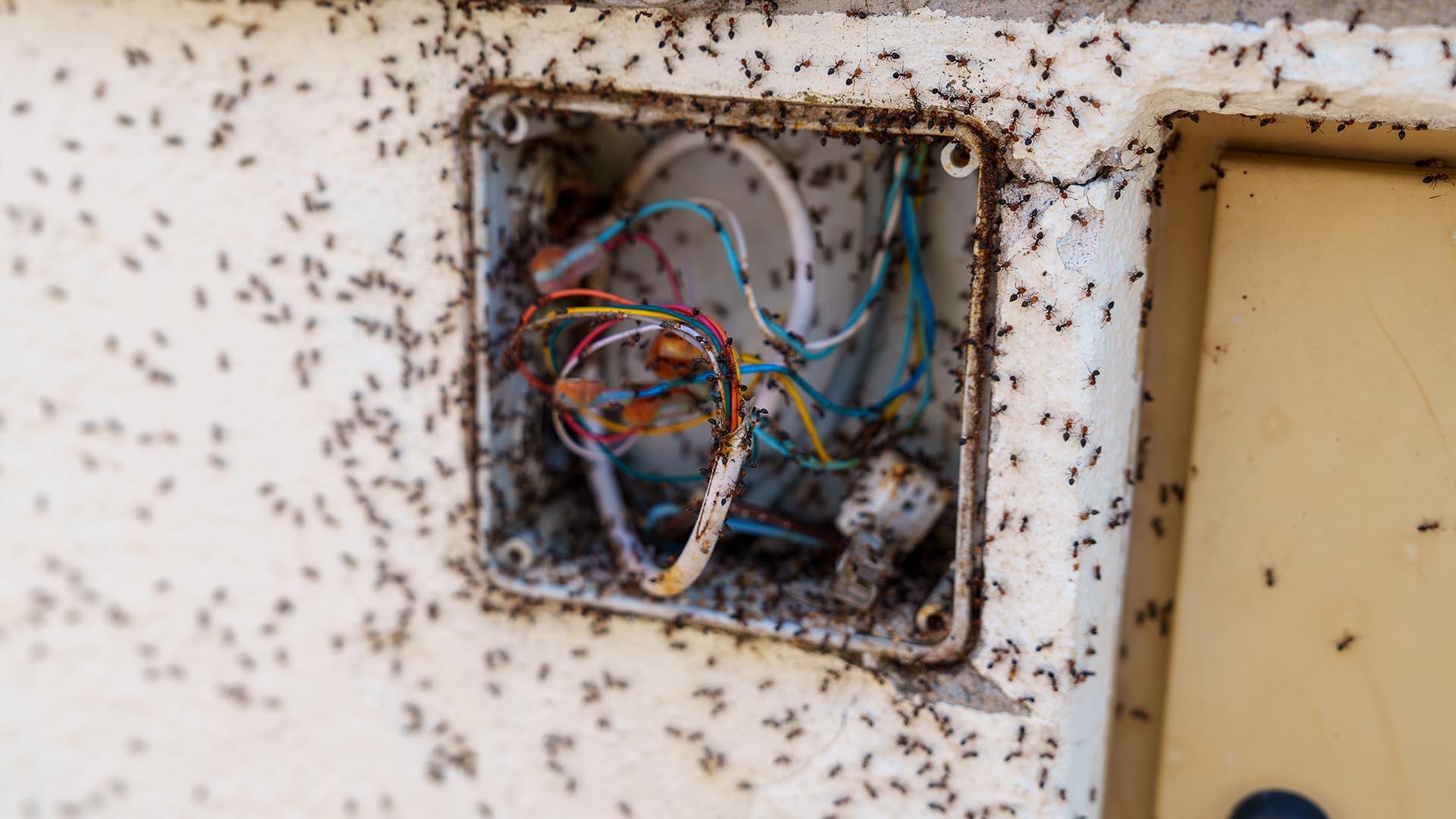 Détail de la boîte extérieure et de ses connexions